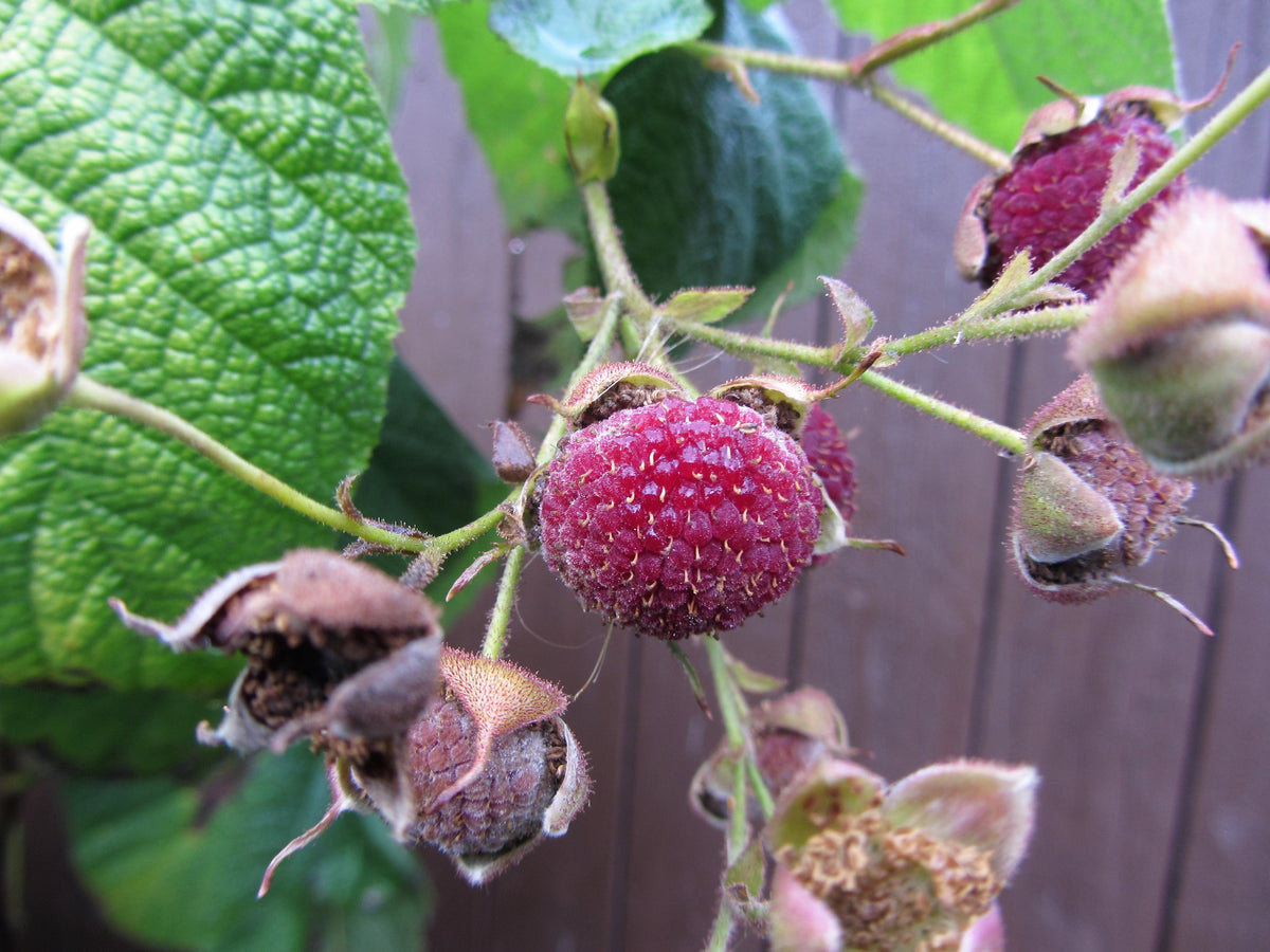 Purple Flowering Raspberry (Rubus odoratus) Seeds – 20 ct