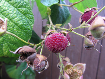 Purple Flowering Raspberry (Rubus odoratus) Seeds – 20 ct