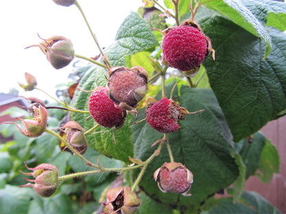 Purple Flowering Raspberry (Rubus odoratus) Seeds – 20 ct