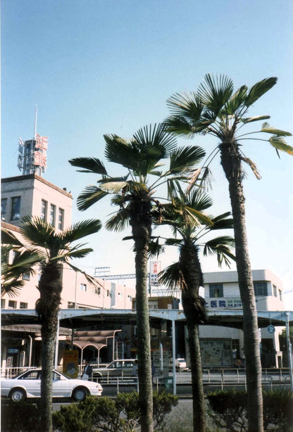 Wagner Windmill Palm (Trachycarpus fortunei 'Wagnerianus') Seeds – 10 ct