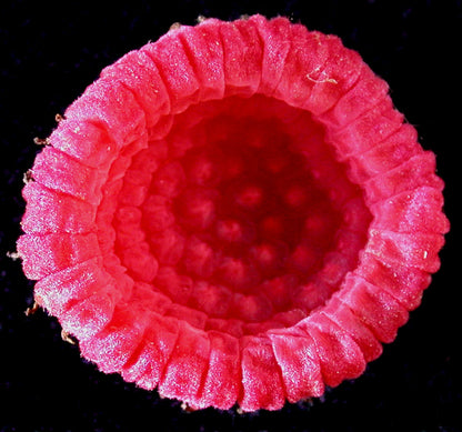 Purple Flowering Raspberry (Rubus odoratus) Seeds – 20 ct