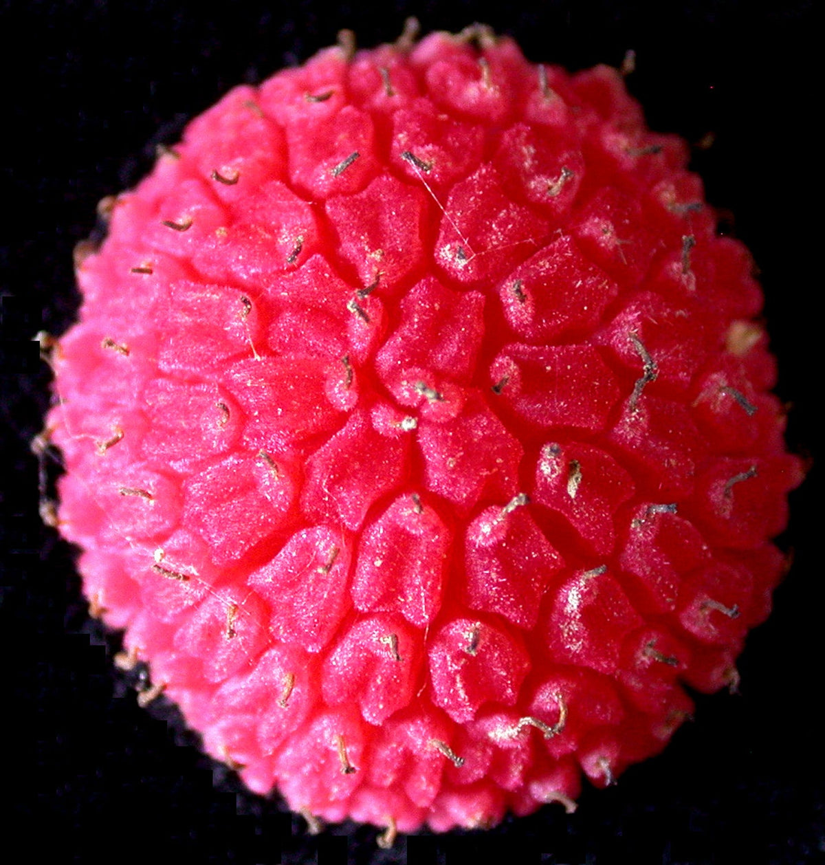 Purple Flowering Raspberry (Rubus odoratus) Seeds – 20 ct