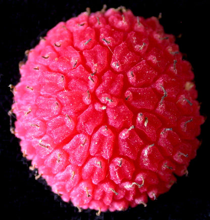 Purple Flowering Raspberry (Rubus odoratus) Seeds – 20 ct