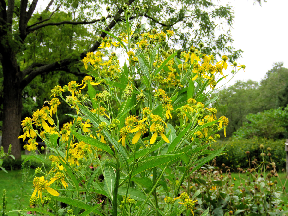 Wingstem (Verbesina alternifolia) Seeds – 250 ct