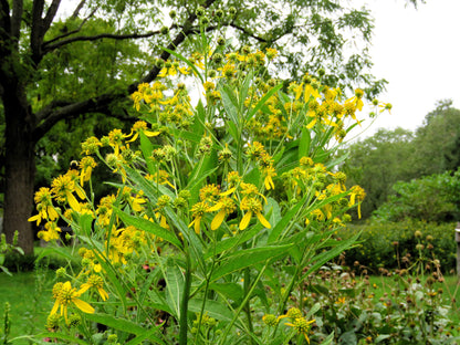 Wingstem (Verbesina alternifolia) Seeds – 250 ct