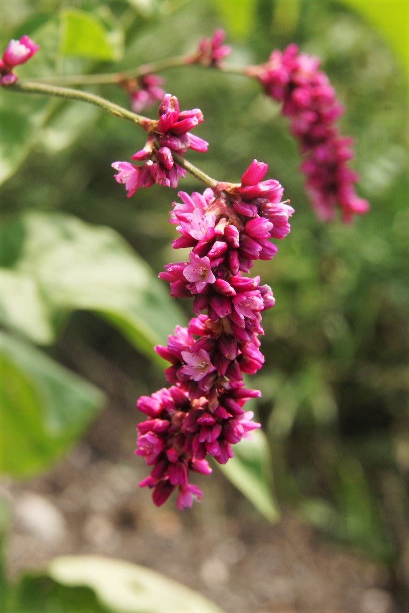 10 Kiss Me Over The Garden Gate (Polygonum Orientale Persicaria Orientalis) Seeds