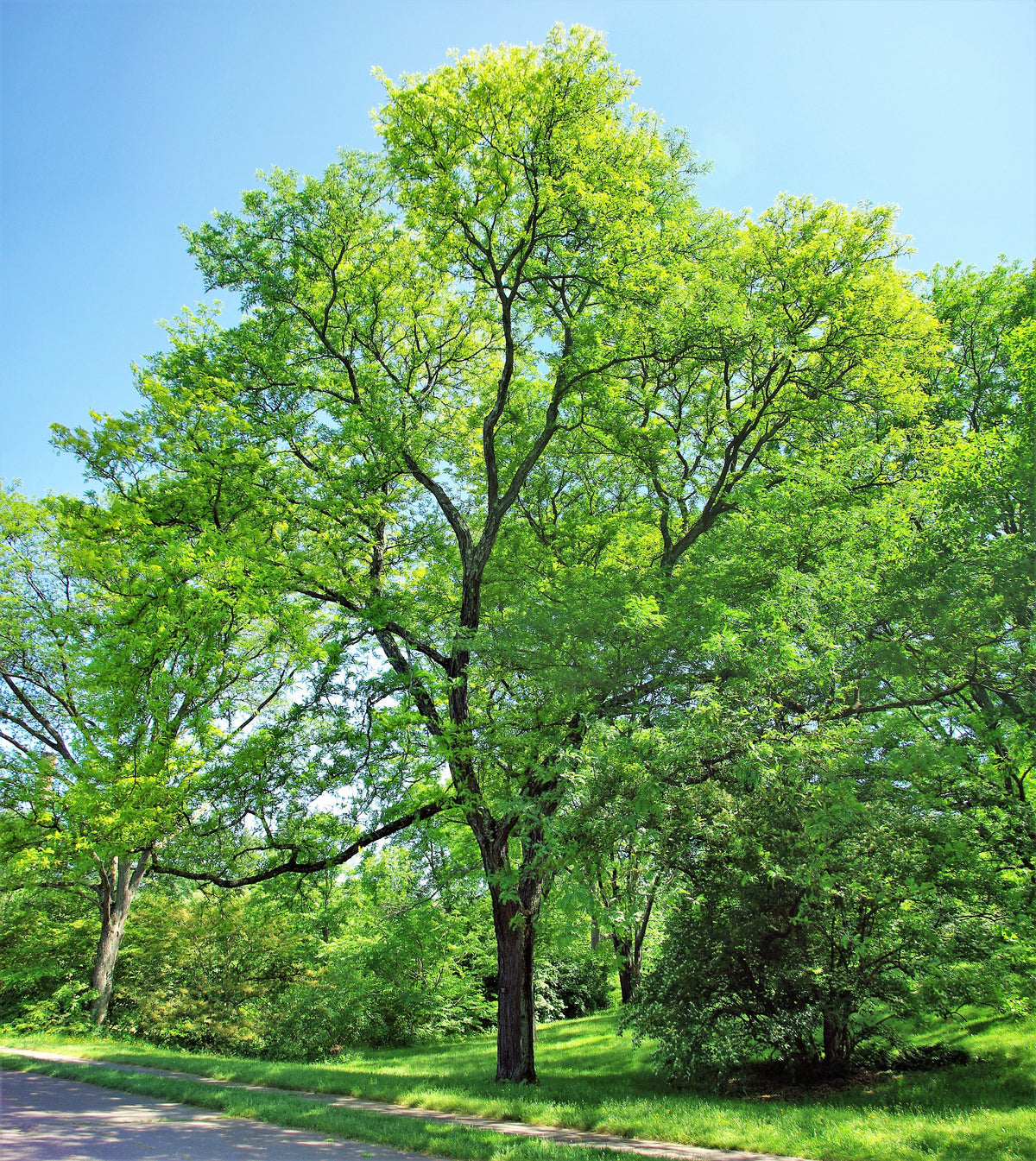 10 Thornless Honeylocust (Gleditsia Triacanthos Inermis) Seeds