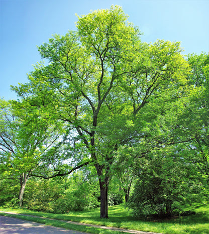 10 Thornless Honeylocust (Gleditsia Triacanthos Inermis) Seeds