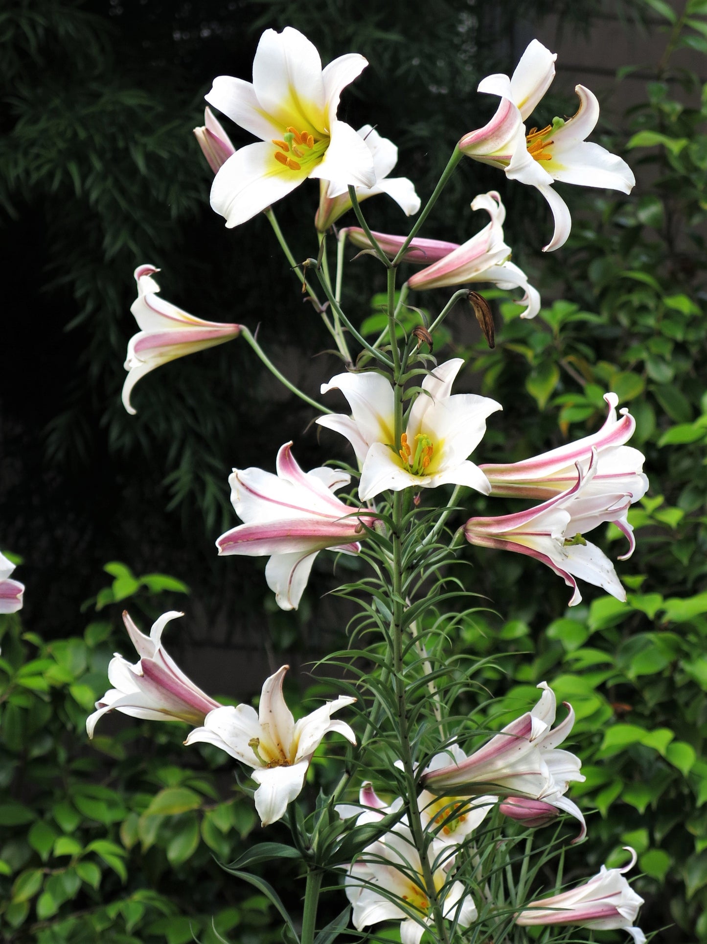 10 Regal Trumpet Lily (Lilium Regale) Seeds
