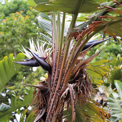 5 GIANT BIRD OF PARADISE Tree Strelitzia Nicolai Wild Banana White Crane Blue Purple Flower Houseplant Seeds