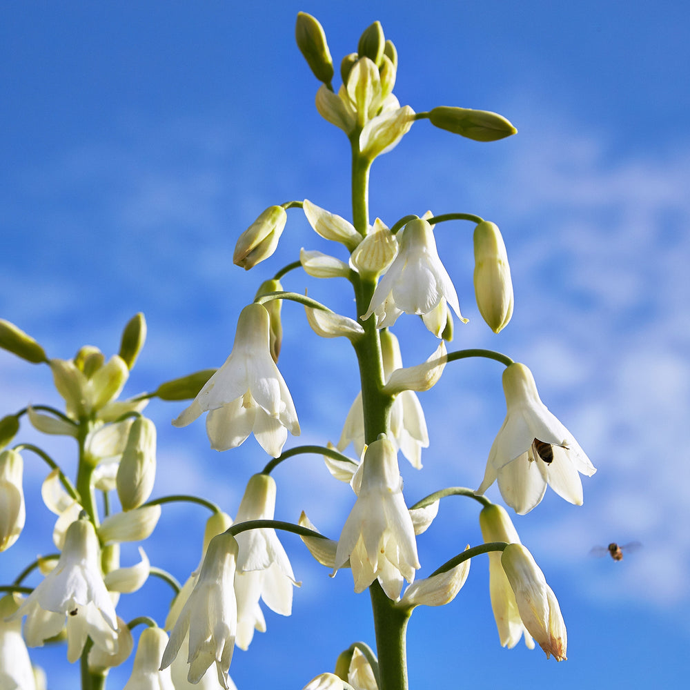 10 White African Hyacinth (Ornithogalum Candicans / Galtonia) Seeds