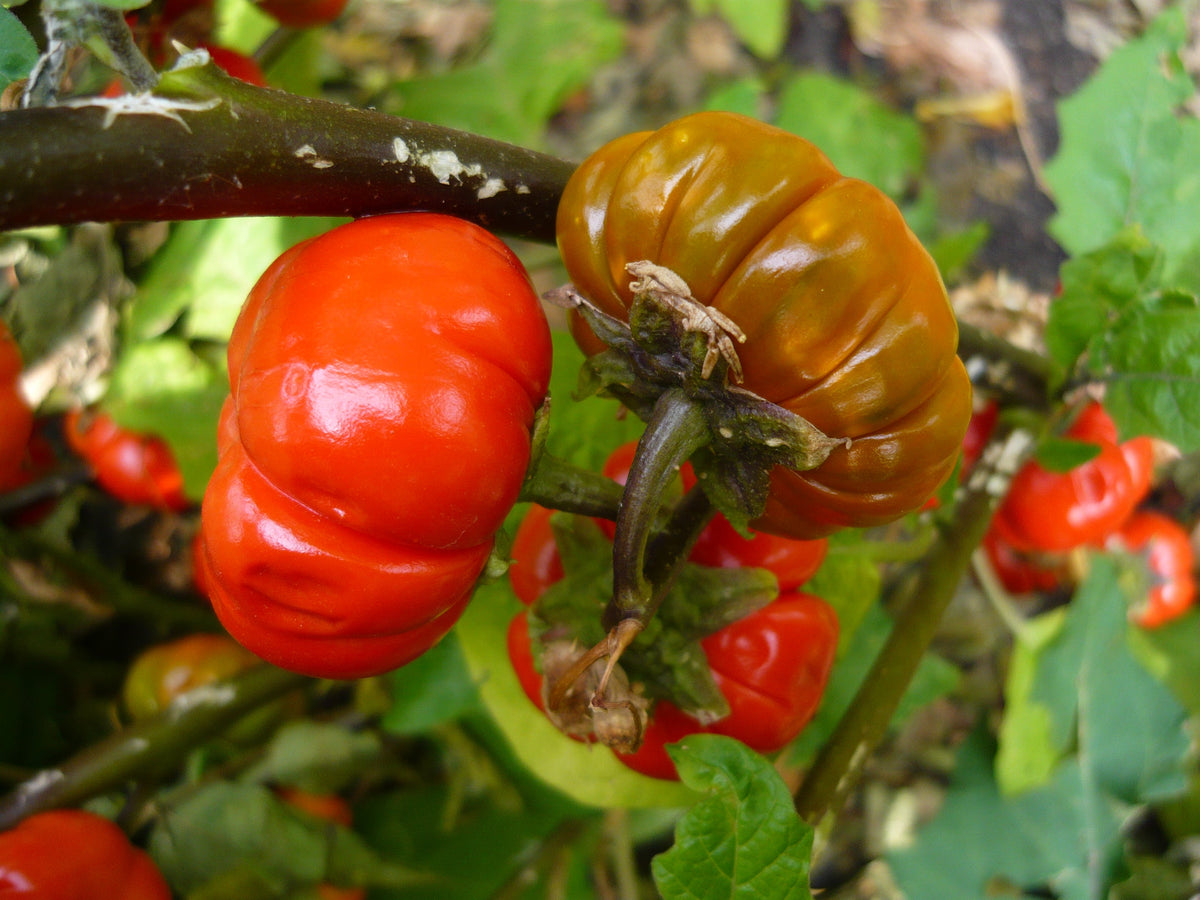 25 RUFFLED RED EGGPLANT Pumpkin On A Stick Edible & Ornamental Solanum Melongena Seeds