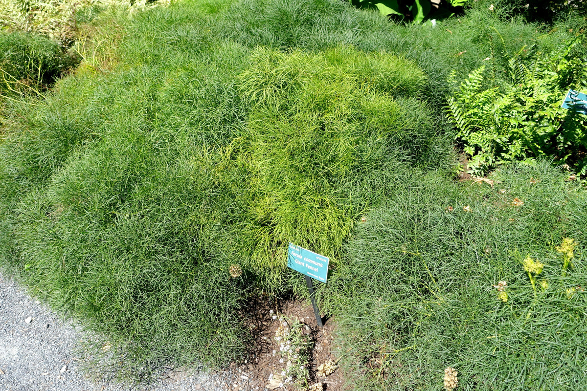 Giant Fennel (Ferula communis) Seeds – 15 ct