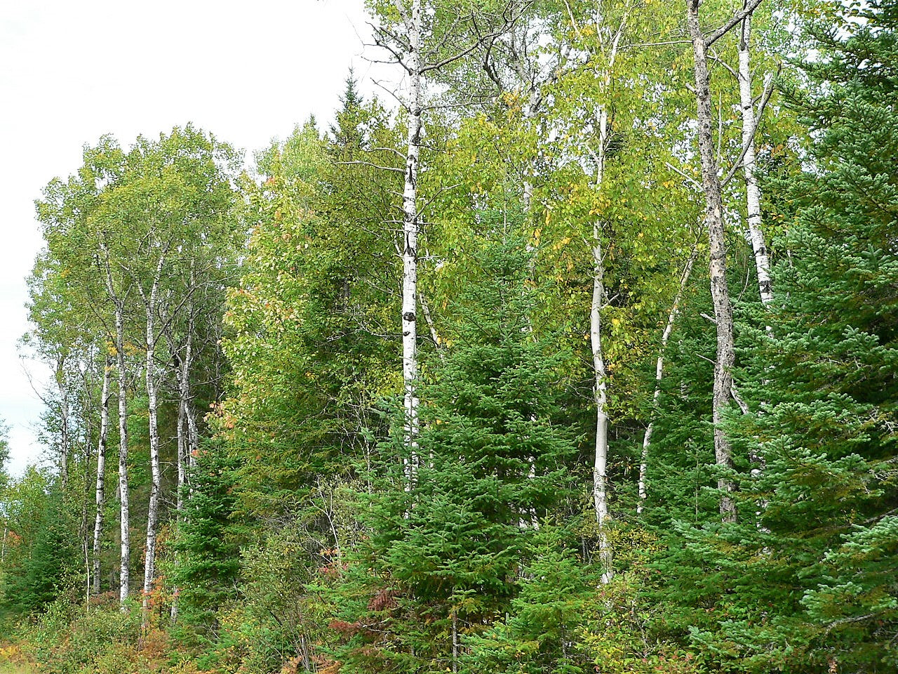 30 Balsam Fir Tree (Abies Balsamea) Seeds