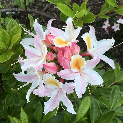 20 WESTERN AZALEA Pink White Yellow Shrub Flower Rhododendron Occidentale Seeds