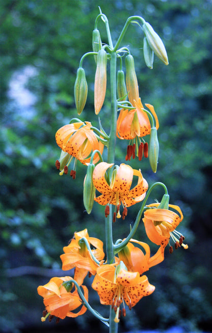 15 Western Hybrid Lily (Lillium Western Hybrids) Seeds