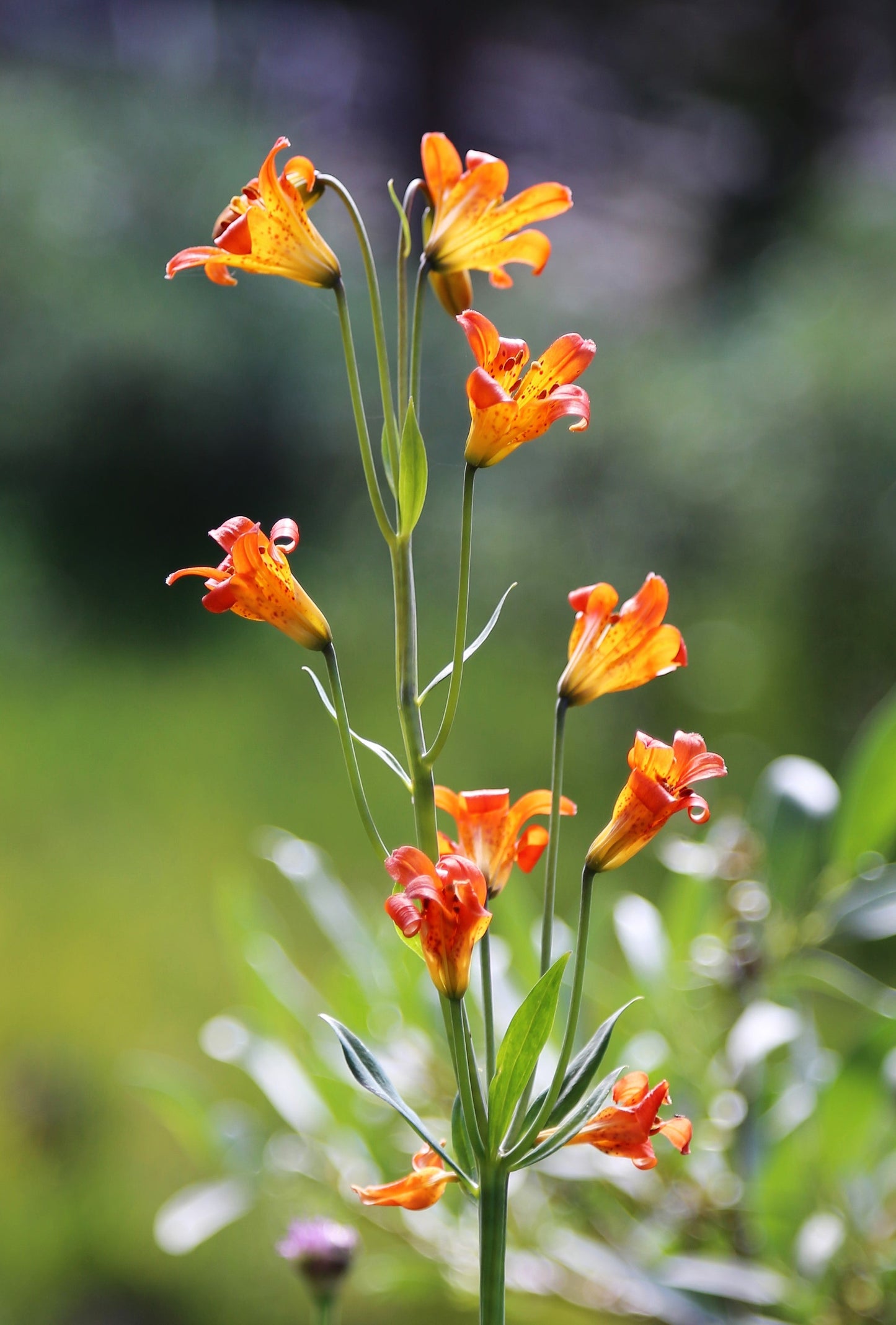 15 Western Hybrid Lily (Lillium Western Hybrids) Seeds