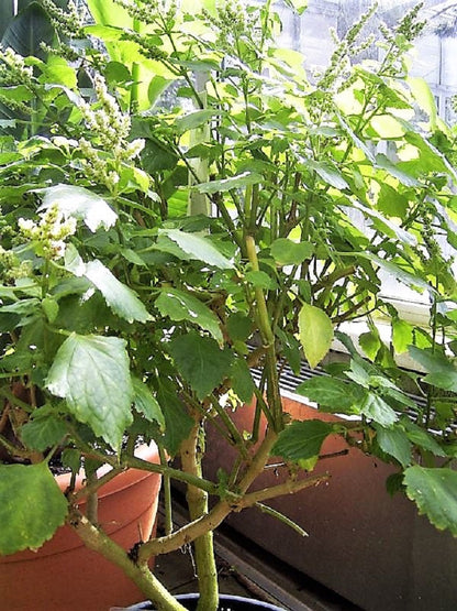 10 Indian Patchouli (Pogostemon Heyneanus) Seeds