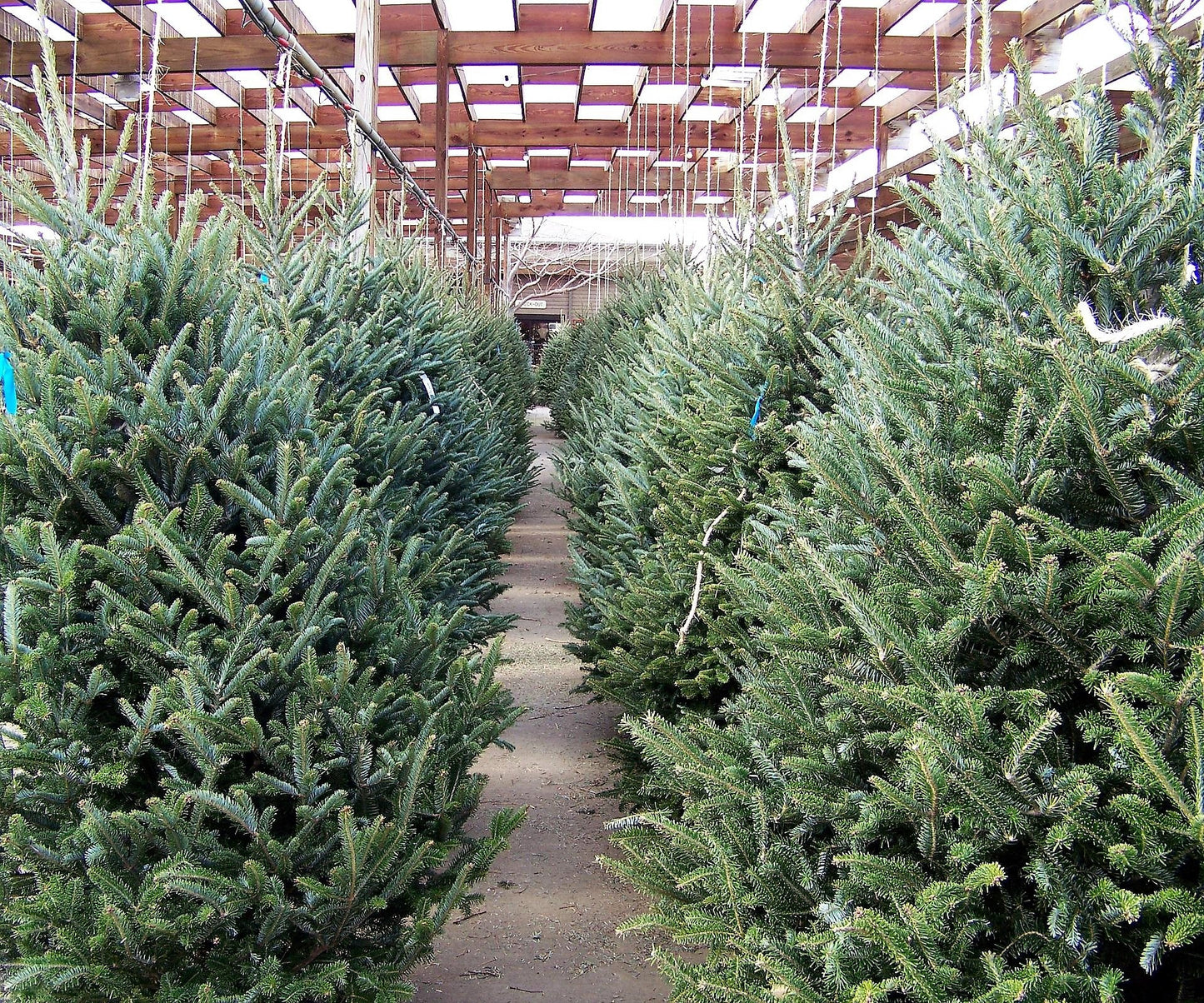 30 Balsam Fir Tree (Abies Balsamea) Seeds