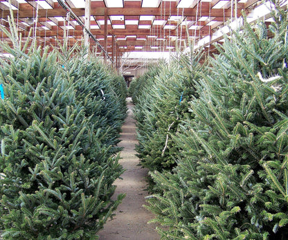30 Balsam Fir Tree (Abies Balsamea) Seeds