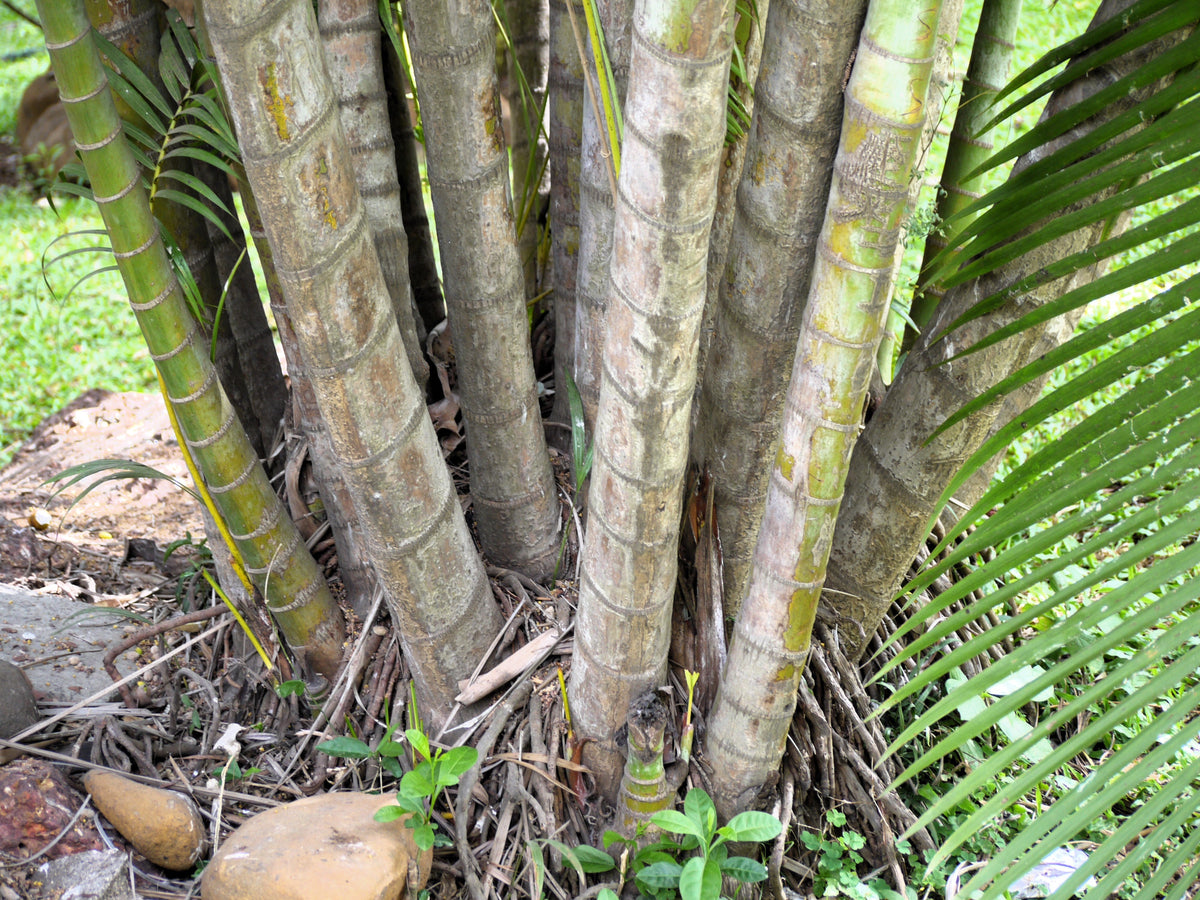 5 BAMBOO PALM Chamaedorea Seifrizii Reed or Parlor Palm Tree Sun Shade Houseplant Seeds