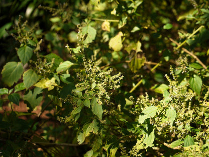 10 Indian Patchouli (Pogostemon Heyneanus) Seeds