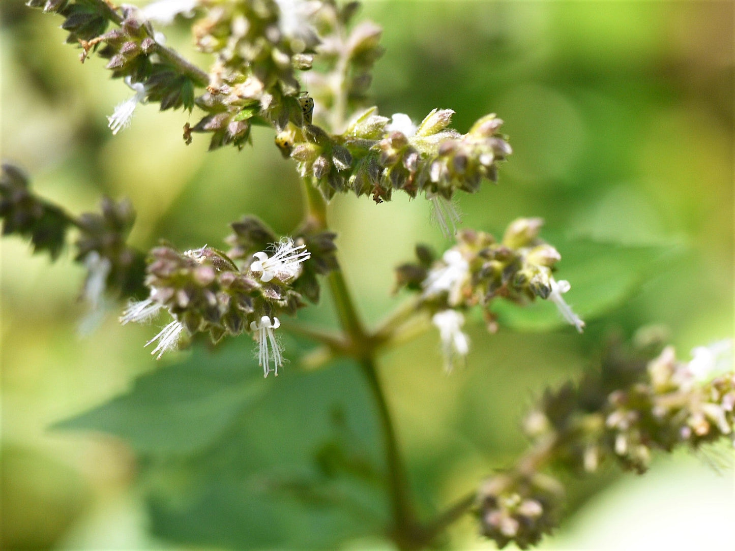10 Indian Patchouli (Pogostemon Heyneanus) Seeds