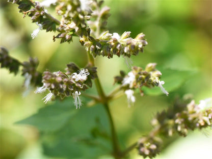 10 Indian Patchouli (Pogostemon Heyneanus) Seeds