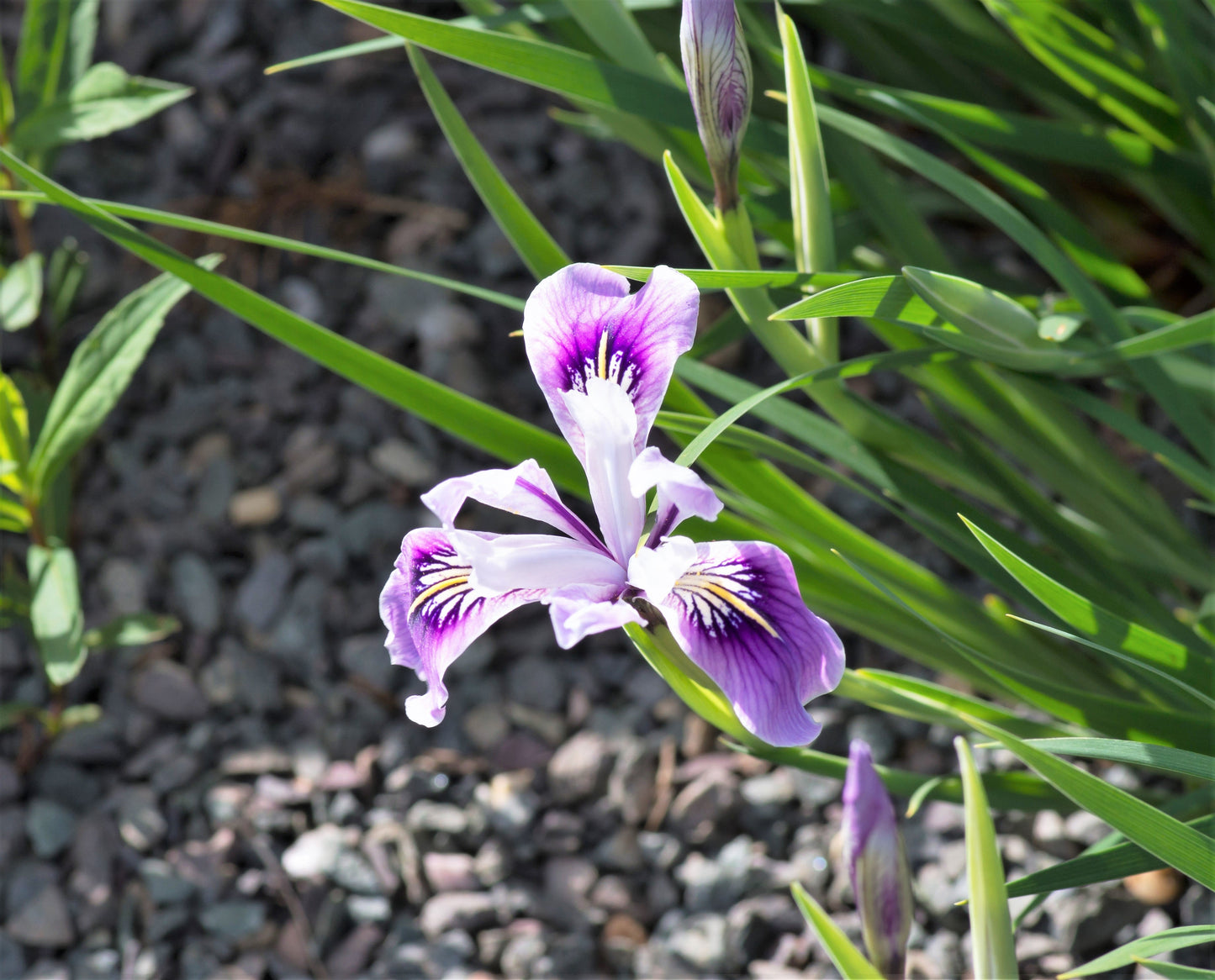 20 Oregon Iris (Iris Tenax) Seeds