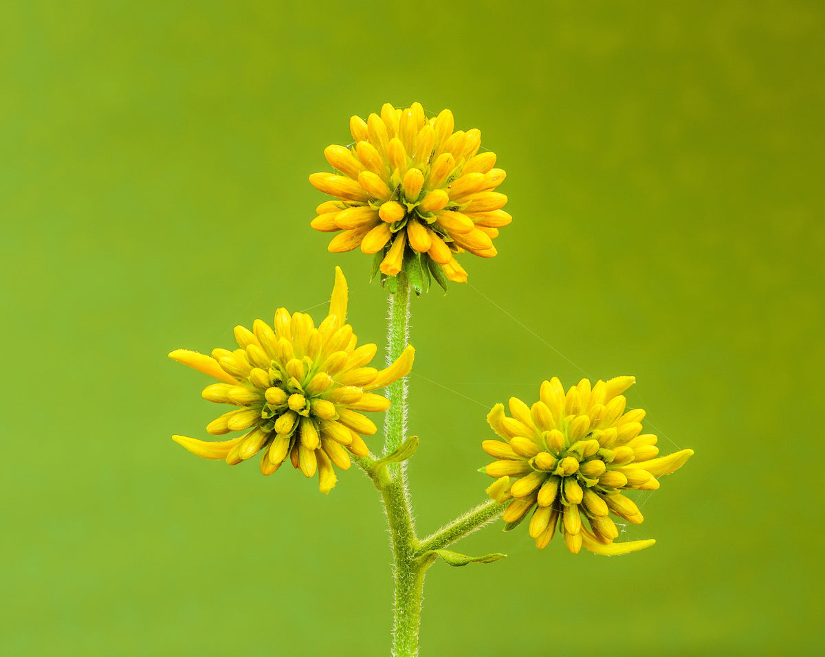 Wingstem (Verbesina alternifolia) Seeds – 250 ct