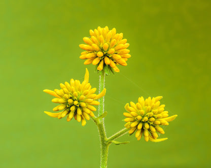 Wingstem (Verbesina alternifolia) Seeds – 250 ct