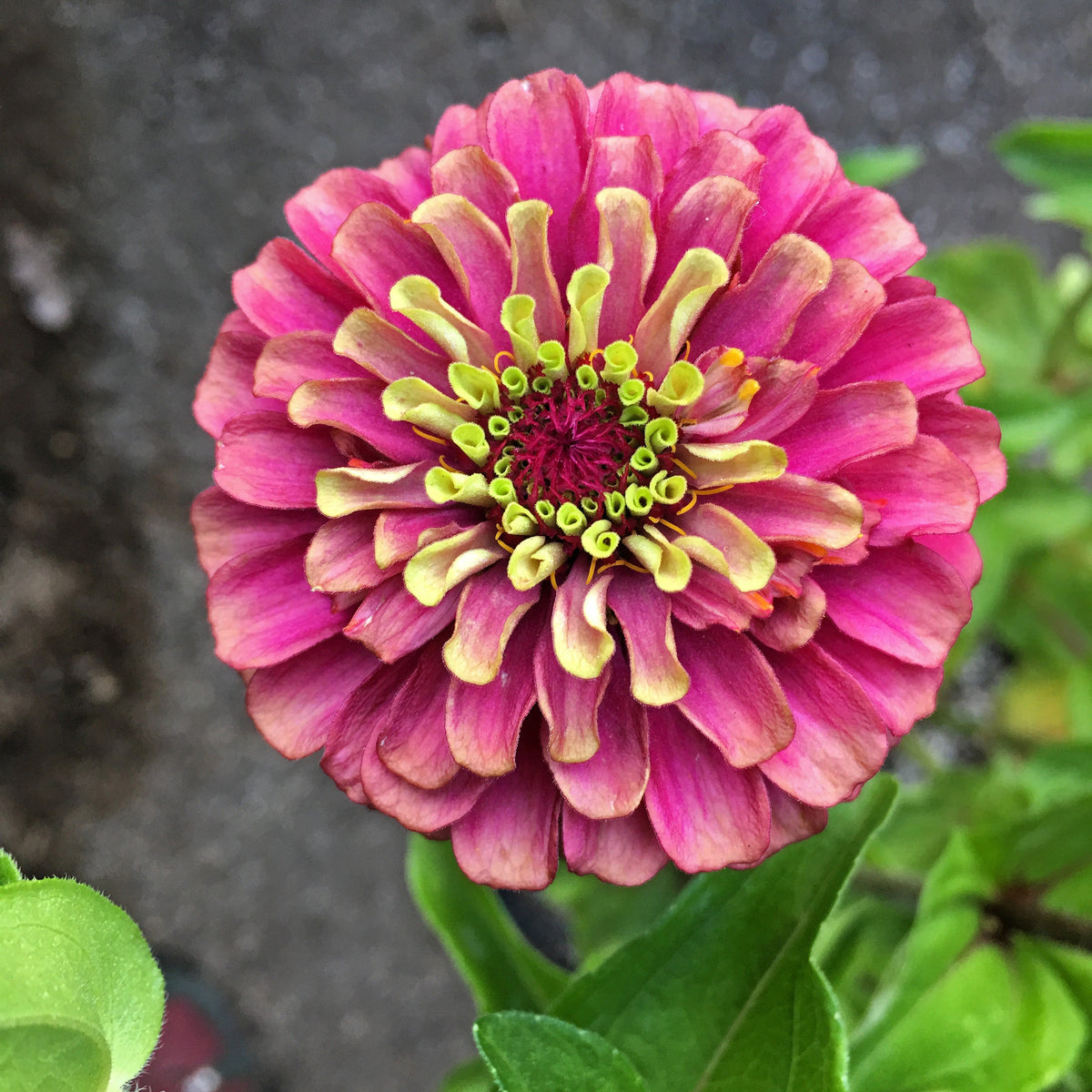 25 Red Lime Queeny Zinnia (Zinnia Elegans) Seeds