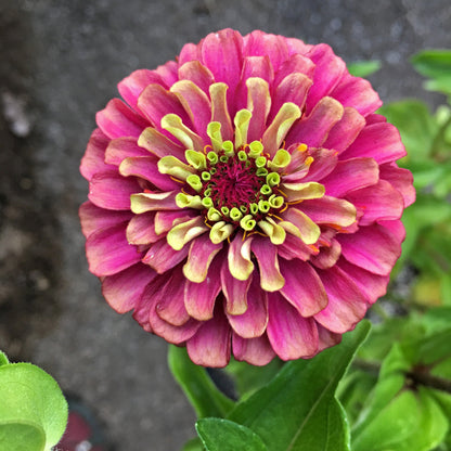 25 Red Lime Queeny Zinnia (Zinnia Elegans) Seeds
