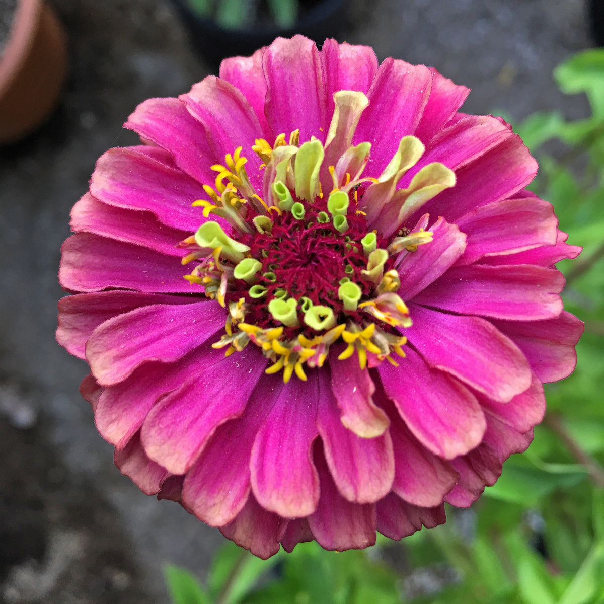 25 Red Lime Queeny Zinnia (Zinnia Elegans) Seeds
