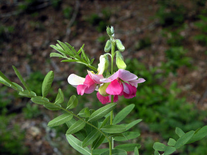 30 Goat's Rue (Tephrosia Virginiana Cracca) Seeds