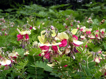 30 Goat's Rue (Tephrosia Virginiana Cracca) Seeds