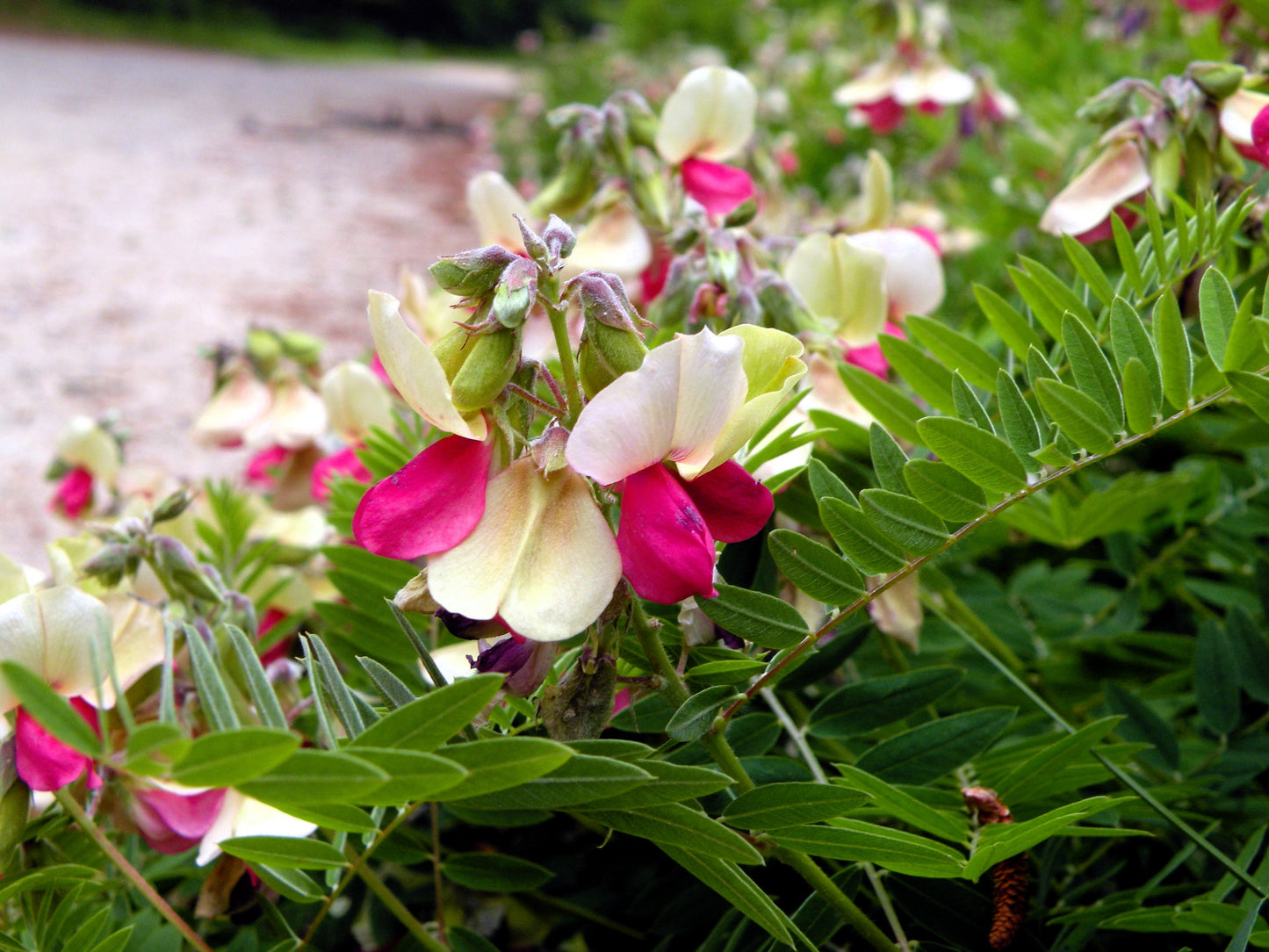 30 Goat's Rue (Tephrosia Virginiana Cracca) Seeds