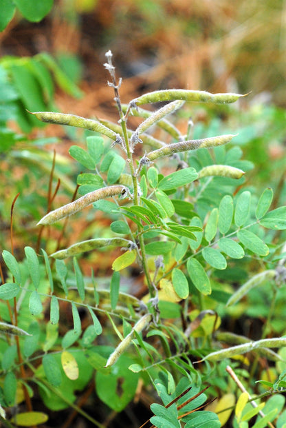 30 Goat's Rue (Tephrosia Virginiana Cracca) Seeds