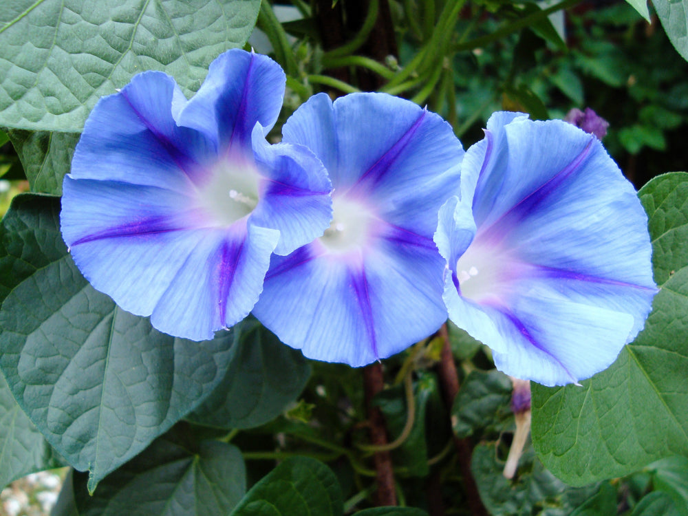 Blue Star Morning Glory (Ipomoea tricolor) Seeds – 75 ct