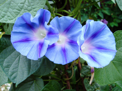 Blue Star Morning Glory (Ipomoea tricolor) Seeds – 75 ct