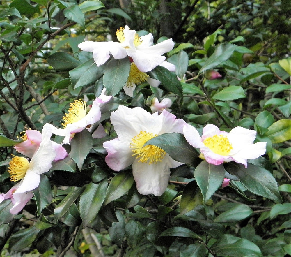 5 TEA PLANT Black & Green Drinking Tea Camellia Sinensis Evergreen Tree Shrub Flower Seeds