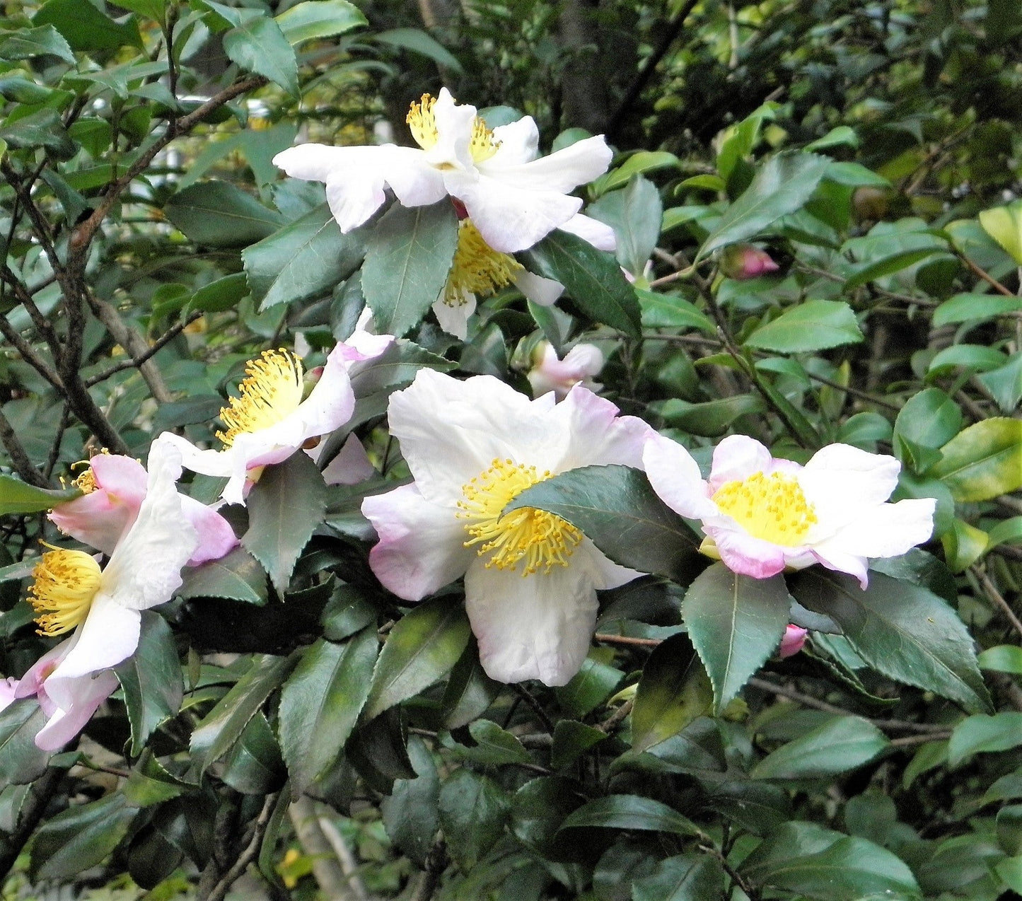 1 Lb Black & Green Drinking Tea (Camellia Sinensis) Seeds