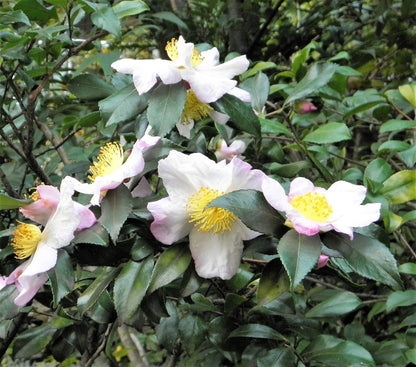 1 Lb Black & Green Drinking Tea (Camellia Sinensis) Seeds
