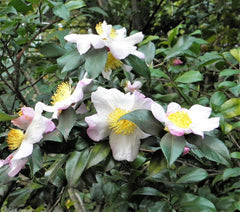 1 Lb Black & Green Drinking Tea (Camellia Sinensis) Seeds