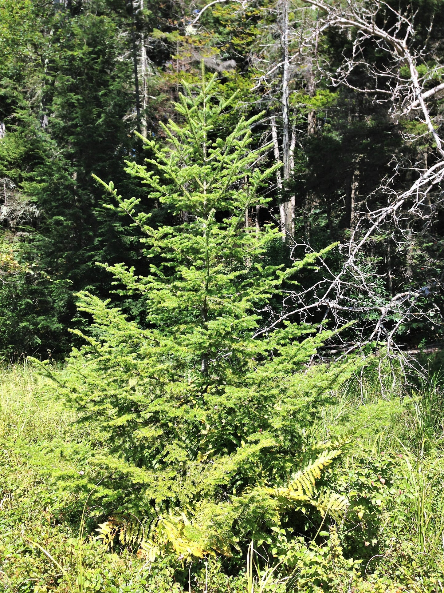 30 Balsam Fir Tree (Abies Balsamea) Seeds