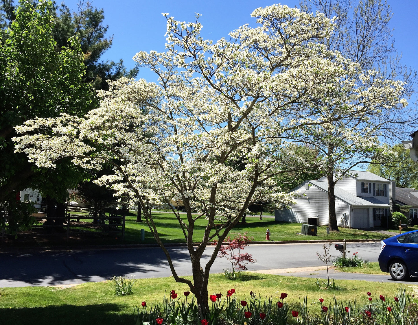 10 White Flowering Dogwood (Cornus Florida) Seeds