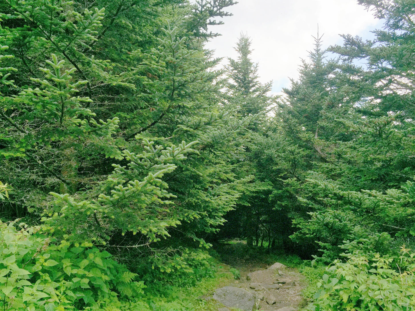 Fraser Fir ( Abies Fraseri ) Seeds