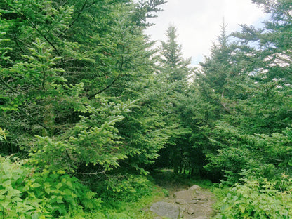 Fraser Fir ( Abies Fraseri ) Seeds