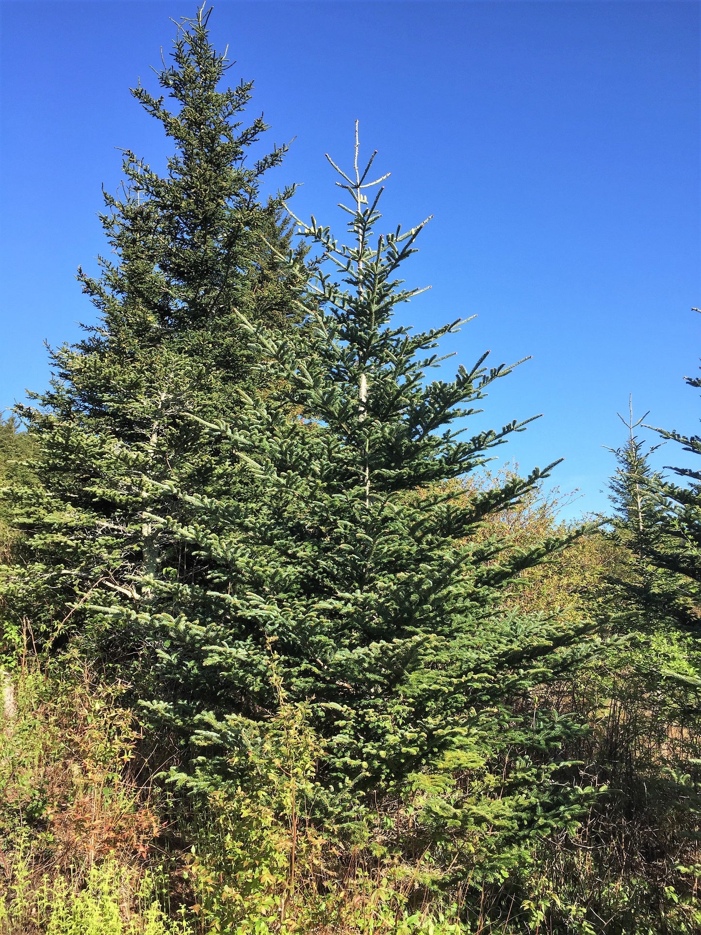 Fraser Fir ( Abies Fraseri ) Seeds
