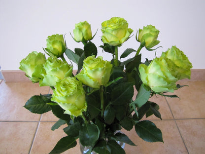 Green Rose (Rosa spp.) Seeds – 5 ct